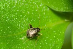 Microtechnites bractatus