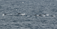 Stenella coeruleoalba