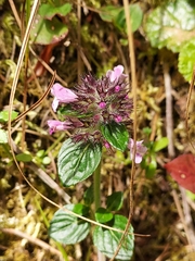 Clinopodium laxiflorum