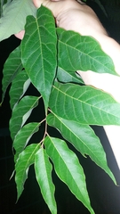 Ailanthus altissima