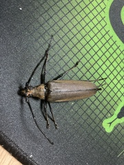 Aegosoma sinicum sinicum