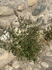 Amaranthus