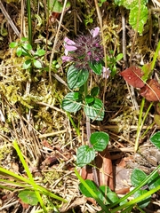 Clinopodium laxiflorum