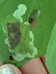 Leucanthiza dircella