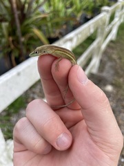 Anolis chlorocyanus