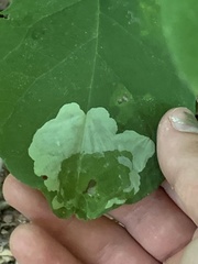 Leucanthiza dircella