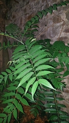 Ailanthus altissima