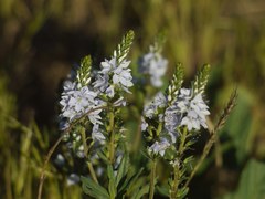 Veronica prostrata