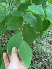 Leucanthiza dircella