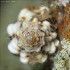 Paciocinebrina circumtexta