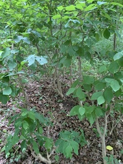 Leucanthiza dircella