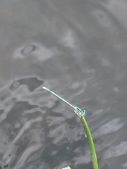 Platycnemis dealbata