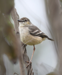 Muscigralla brevicauda