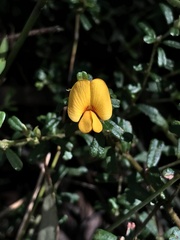 Pultenaea scabra