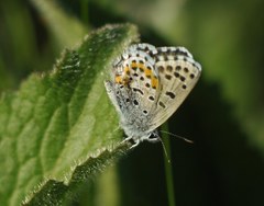 Pseudophilotes bavius