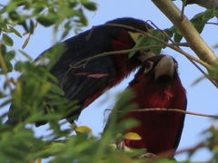 Lybius bidentatus