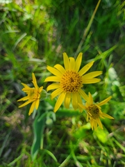 Arnica chamissonis