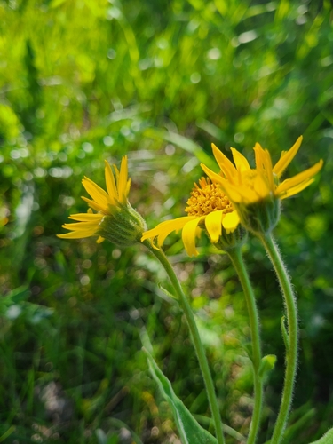 Arnica chamissonis, photograph 1