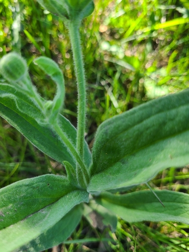 Arnica chamissonis, photograph 2