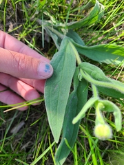 Arnica chamissonis, photograph Celina Waldron, CC BY, iNaturalist via GBIF