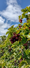 Ribes cucullatum