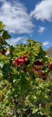 Ribes cucullatum