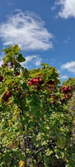 Ribes cucullatum