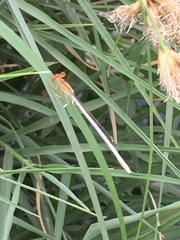Platycnemis dealbata