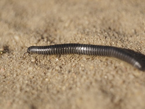 Rossiulus kessleri