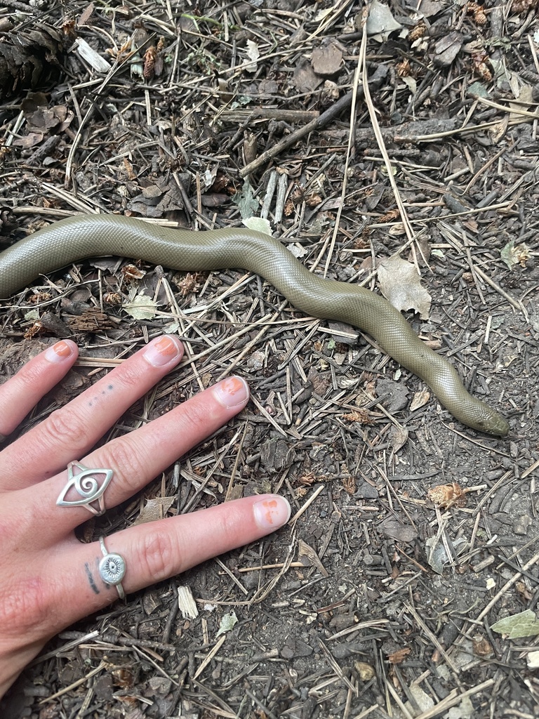 Northern Rubber Boa from Glenrosa, West Kelowna, BC, CA on July 15