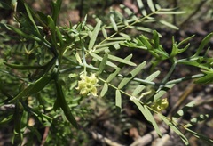 Ibervillea tenuisecta