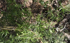 Ibervillea tenuisecta