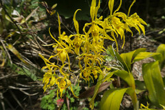 Cyrtochilum pardinum