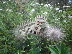 Parnassius nomion