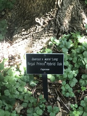 Quercus × warei