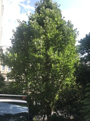 Quercus × warei