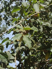 Campomanesia guazumifolia