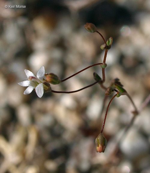Nemacladus secundiflorus
