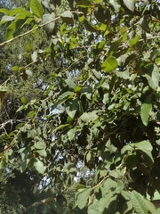 Campomanesia guazumifolia