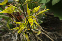 Cyrtochilum pardinum