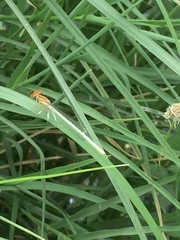 Platycnemis dealbata
