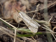 Thisanotia chrysonuchella