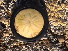 Echinarachnius parma