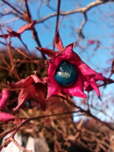 Clerodendrum trichotomum