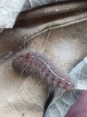 Paracles fusca