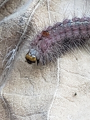 Paracles fusca