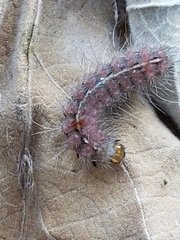 Paracles fusca