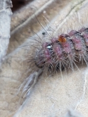 Paracles fusca