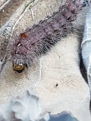 Paracles fusca