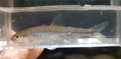 Notropis volucellus
